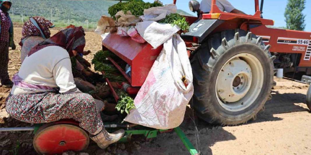Sabah erkenden tarlanın yolunu tutuyorlar! Tohumla toprağı buluşturuyorlar 6